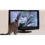 Movies for Cats - The Audio-visual Cat Toy - Catsitter - Vol.1 : Animals That Cats Love - DVD Video - The Fascinating New Tv Experience for You and Your Cat - The Gift 2016: Birthday or Easter Gifts for Cats / Gifts for Cat Friends, Cat Lovers and Cat Fan Movies for Cats - The Audio-visual Cat Toy - Catsitter - Vol.1 : Animals That Cats Love - DVD Video - The Fascinating New Tv Experience for You and Your Cat - The Gift 2016: Birthday or Easter Gifts for Cats / Gifts for Cat Friends, Cat Lovers and Cat Fan