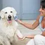 COMBOMTEK Dog Grooming Glove for Dogs and Cats, Pet Hair Remover for Dogs and Cats, Cat Shedding Brush with 259 Tips, Efficient Shedding Glove, Massage Mitt, Perfect for Dogs, Cats…