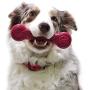 Pet Qwerks Flavorit Flavor Infused Nylon Chew Toy - Fillable Cells for Spreads, Durable Tough Toys for Aggressive Chewers | Made in USA with FDA Compliant Nylon