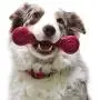 Pet Qwerks Flavorit Flavor Infused Nylon Chew Toy - Fillable Cells for Spreads, Durable Tough Toys for Aggressive Chewers | Made in USA with FDA Compliant Nylon Pet Qwerks Flavorit Flavor Infused Nylon Chew Toy - Fillable Cells for Spreads, Durable Tough Toys for Aggressive Chewers | Made in USA with FDA Compliant Nylon