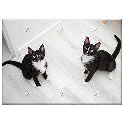 Triple Blank Wall Plate Cover - Cats Domestic Cat Cat Pets Sitting Cat Dachowce