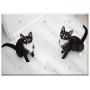 Triple Blank Wall Plate Cover - Cats Domestic Cat Cat Pets Sitting Cat Dachowce