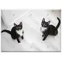 Triple Blank Wall Plate Cover - Cats Domestic Cat Cat Pets Sitting Cat Dachowce Triple Blank Wall Plate Cover - Cats Domestic Cat Cat Pets Sitting Cat Dachowce