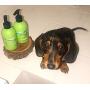 Underwater Dogs - Moisturizing Puppy Shampoo & Conditioner for Dry Skin - 8.4 fl. oz. Vanilla-Coconut