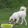 Pet Bowl Slow Feeding Food Bowls No Chock Eating Feed Plastic Fun Feeder Dog Bowl