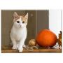 Triple Blank Wall Plate Cover - Cat Redhead Pet Red-Headed Cat Housecat Kitten