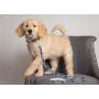 Pets First NFL Pet Leash