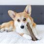 Petstages Dog Chew Toys – Safe & Long Lasting Chewable Sticks - Tough Alternative Chewing Sticks for Dogs