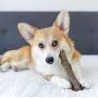 Petstages Dog Chew Toys – Safe & Long Lasting Chewable Sticks - Tough Alternative Chewing Sticks for Dogs