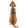 Reddy Black Dog Harness, XX-Large/3X-Large