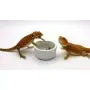 Carolina Custom Cages Superworm Bowls, 2 Each