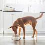 Flexzion Dog Bowl Slow Feeder, Anti-Gulping Pet Slower Feed Bowls (1.5-4 Cups) Size Capacity Food Container Dish with Raised 3 Column Design for Wet Dry Food Small Breed Puppy Animal Slow Down Eating