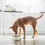 Flexzion Dog Bowl Slow Feeder, Anti-Gulping Pet Slower Feed Bowls (1.5-4 Cups) Size Capacity Food Container Dish with Raised 3 Column Design for Wet Dry Food Small Breed Puppy Animal Slow Down Eating