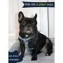 ARING PET Dog Halter Harness, Velvet Dog Harness, No Pull Dog Halter Harness, Adjustable Heavy Duty Dog Harness for Small Medium Large Dogs ARING PET Dog Halter Harness, Velvet Dog Harness, No Pull Dog Halter Harness, Adjustable Heavy Duty Dog Harness for Small Medium Large Dogs