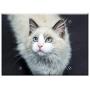 Triple Blank Wall Plate Cover - Cats Cat Pet Cat Face Kitten