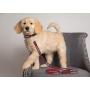 Pets First NFL Pet Leash