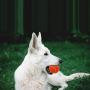 SCIROKKO 12 Pack Dog Squeaky Tennis Balls - Attractive Orange Pet Dog Chew Toys Set for Playing Fetching Training, 2.5 inches