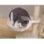 Sanfant New Designed Style Cat Tree with Multi-Functional Installation Hammock and Ladder for Fun (47, Inch)