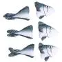 ocijf179 Pet Toy 1 Set Simulation Fish Shark Shaped Animals Funny Pet Cat Plush Toys Accessory - Gray + White ocijf179 Pet Toy 1 Set Simulation Fish Shark Shaped Animals Funny Pet Cat Plush Toys Accessory - Gray + White
