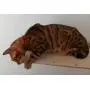 A Cats Domain Wall Mounted Cat Feeding Shelf (Elevated Diner) Physical Size: Depth- 12.75 Inches Width- 24 Inches Height- 2.5 Inches (24 Width, Unfinished) A Cats Domain Wall Mounted Cat Feeding Shelf (Elevated Diner) Physical Size: Depth- 12.75 Inches Width- 24 Inches Height- 2.5 Inches (24 Width, Unfinished)