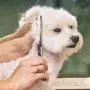 Dog Grooming Scissors 6PCS, Stainless Steel with Safety Round Tip Thinning Straight Curved Shears and Combing Kit for Cat Pet Dog Grooming Scissors 6PCS, Stainless Steel with Safety Round Tip Thinning Straight Curved Shears and Combing Kit for Cat Pet