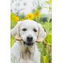 Pet Qwerks Flavorit -Peanut Butter Flavored Flex Bone for Moderate Chewers (Made in the USA)