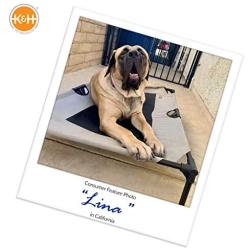 K&H Pet Products Original Elevated Pet Cot