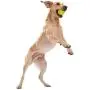 West Paw Rowdies with HardyTex, Plush Dog Toy (Judith, Orange Fur) & Zogoflex Jive Ball Dog Chew Toy (2-Inch, Tangerine) West Paw Rowdies with HardyTex, Plush Dog Toy (Judith, Orange Fur) & Zogoflex Jive Ball Dog Chew Toy (2-Inch, Tangerine)