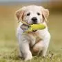 PLAYJOY Puppy Chew Toys / Small Dog Toys,Dog Toys for Small Medium Dogs, Interactive Dog Toys for Boredom , Squeaky Plush Dog Toys, Puppy Toys PLAYJOY Puppy Chew Toys / Small Dog Toys,Dog Toys for Small Medium Dogs, Interactive Dog Toys for Boredom , Squeaky Plush Dog Toys, Puppy Toys