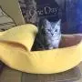 Runing Pet Banana Cat Bed House,Dog Bed,Pet Bed Soft Cat Cuddle Bed Cute Banana, Lovely Pet Supplies for Cats Kittens Bed,Yellow