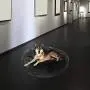 Soft Plush Round Pet Bed for Cats Or Small Dogs Cat Bed Self Warming Autumn Winter Indoor Sleeping Cozy Pet Bed for Small Dogs and Cats Donut Soft Plush Round Pet Bed for Cats Or Small Dogs Cat Bed Self Warming Autumn Winter Indoor Sleeping Cozy Pet Bed for Small Dogs and Cats Donut