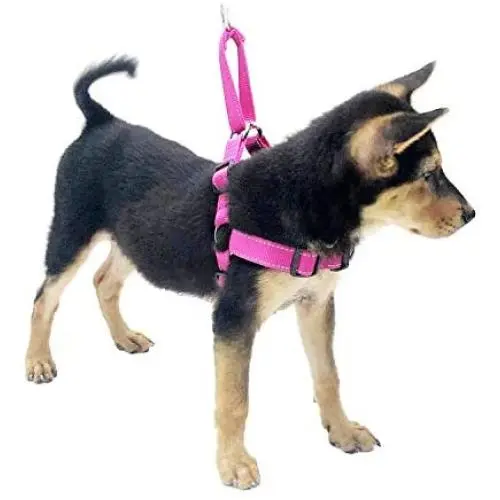 HIVVI Dog Harness No Pull, Solid Dog Leashes & Harness HIVVI Dog Harness No Pull, Solid Dog Leashes & Harness