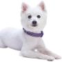 Blueberry Pet Essentials 9 Colors Safe & Comfy Reflective Classic Solid Color Dog Collars