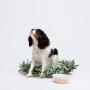Waggo Ceramic Medium Rose Dipper Dog Bowl and Air Tight Treat Jar Set - Rose