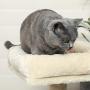 FEANDREA Cat Tree, Small Cat Tower, Condo, Scratching Post