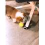 Insum Tennis Ball for Dog Pack of 12 Colorful Easy Catching Pet Dog Ball