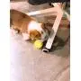 Insum Tennis Ball for Dog Pack of 12 Colorful Easy Catching Pet Dog Ball