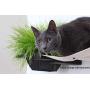 CatastrophiCreations Raised Planter for Cats Elevated Wall-Mounted Cat Grass Feeder for Pets or Decorative