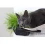 CatastrophiCreations Raised Planter for Cats Elevated Wall-Mounted Cat Grass Feeder for Pets or Decorative CatastrophiCreations Raised Planter for Cats Elevated Wall-Mounted Cat Grass Feeder for Pets or Decorative