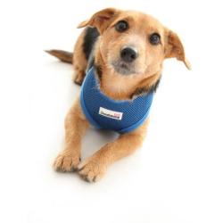 Doodlebone Soft Padded Dog Harness, Medium, Royal Blue