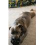 JW Pet Hol-ee Roller X Dog Chew Toy for Aggressive Chewers