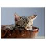 Triple Blank Wall Plate Cover - Pet Cat Sleeping Their Palate Doze Cat Bowl 2