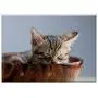 Triple Blank Wall Plate Cover - Pet Cat Sleeping Their Palate Doze Cat Bowl 2 Triple Blank Wall Plate Cover - Pet Cat Sleeping Their Palate Doze Cat Bowl 2