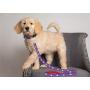 Pets First NFL Pet Leash