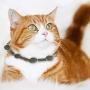 ocijf179 Cat Toy Pet Cat Kitten Matatabi Necklace Shaped Molar Stick Interactive Chew Catnip Toy