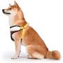 Spongebob Squarepants Dog Harness for Small Dogs