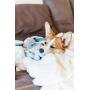 Charming Pet Pulleez