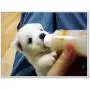 2 Set of Feeding Bottle Set for Pets, Hand Feeding kit for Nursing Puppies, Kitten and Other Animals, by Prime Shopping Online 2 Set of Feeding Bottle Set for Pets, Hand Feeding kit for Nursing Puppies, Kitten and Other Animals, by Prime Shopping Online