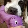 SmartPetLove Tender-Tuffs Big Shots - Tough Plush Dog Toys for Large Breeds - Plump Purple Hippo