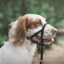 Coastal - Walk n Train! - Dog Head Halter, Black, LRG (3)